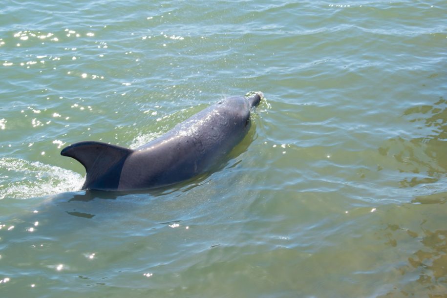 Dolphin2