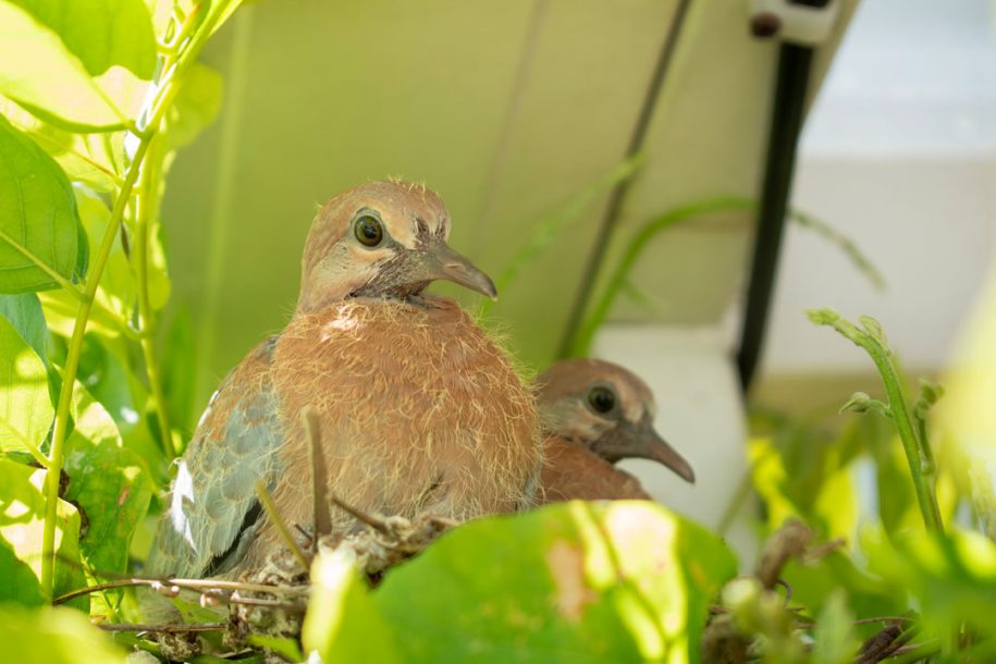 doves2